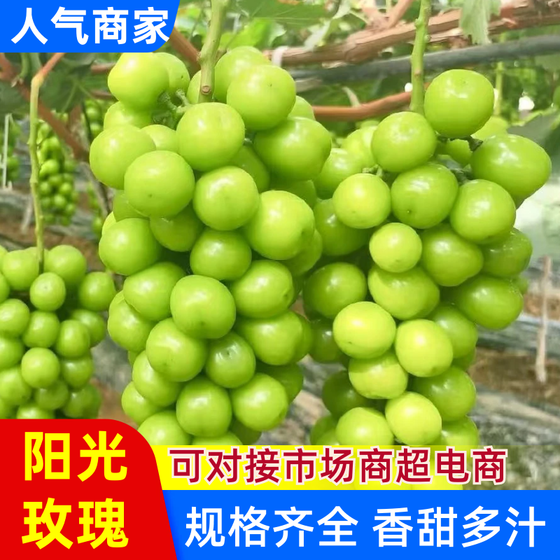 阳光玫瑰品质保证服务周到产地直发价格便宜