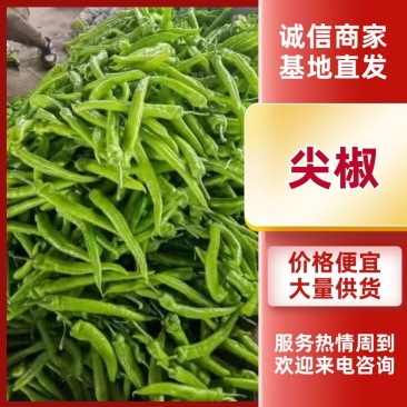 尖椒品质保证服务周到产地直发价格美丽