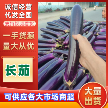 精品广茄4两以上，大价供应，对接全国