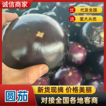 河南一手货源黑茄，圆茄对接全国市场量大从优欢迎采购热卖中