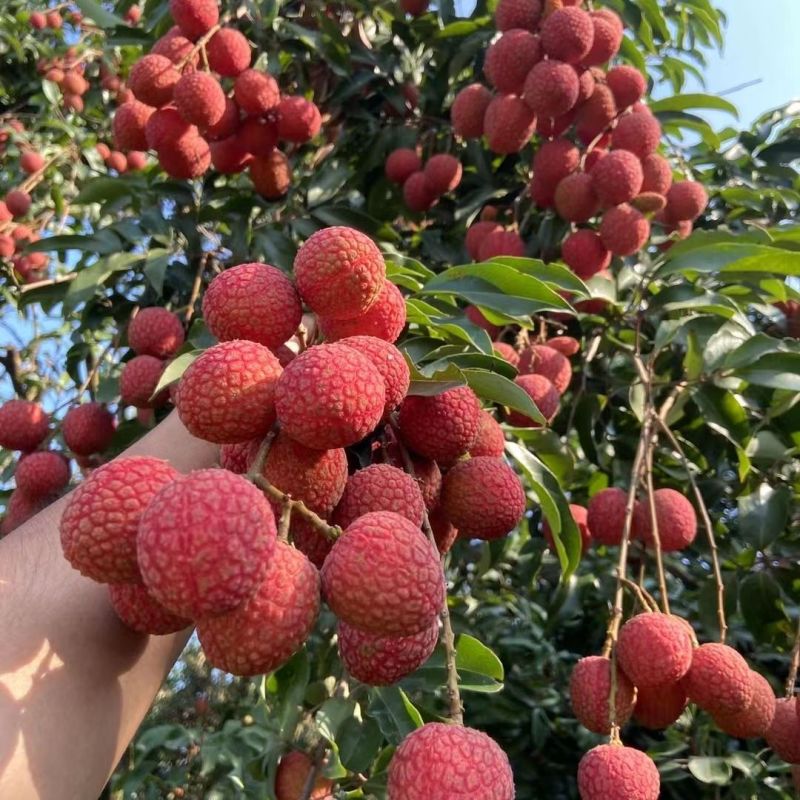 荔枝