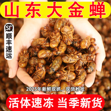 知了猴新鲜2025活体金蝉爬叉猴速冻知了龟特产