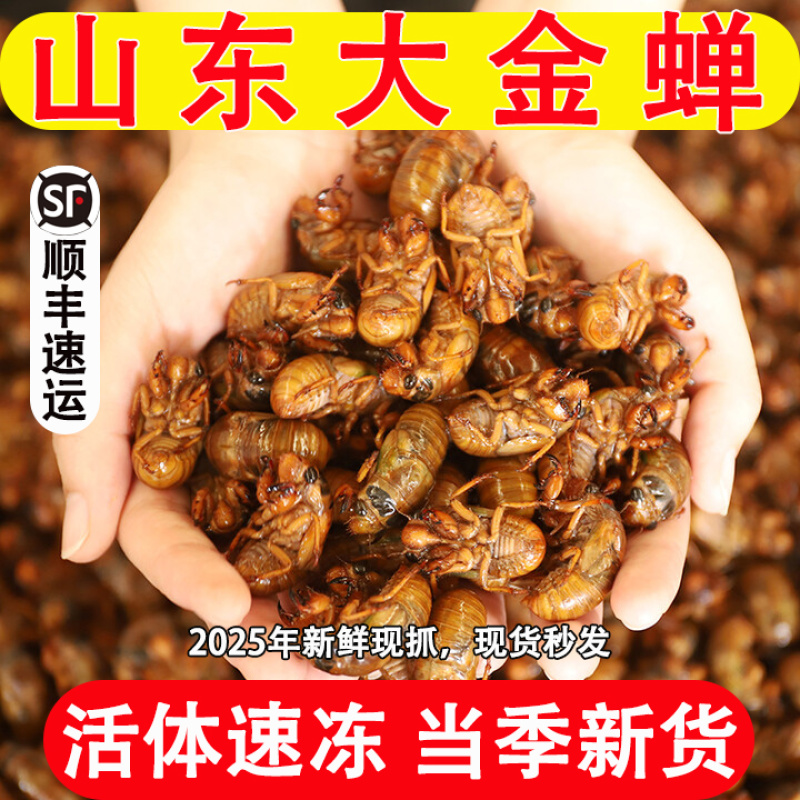 知了猴新鲜2025活体金蝉爬叉猴速冻知了龟特产