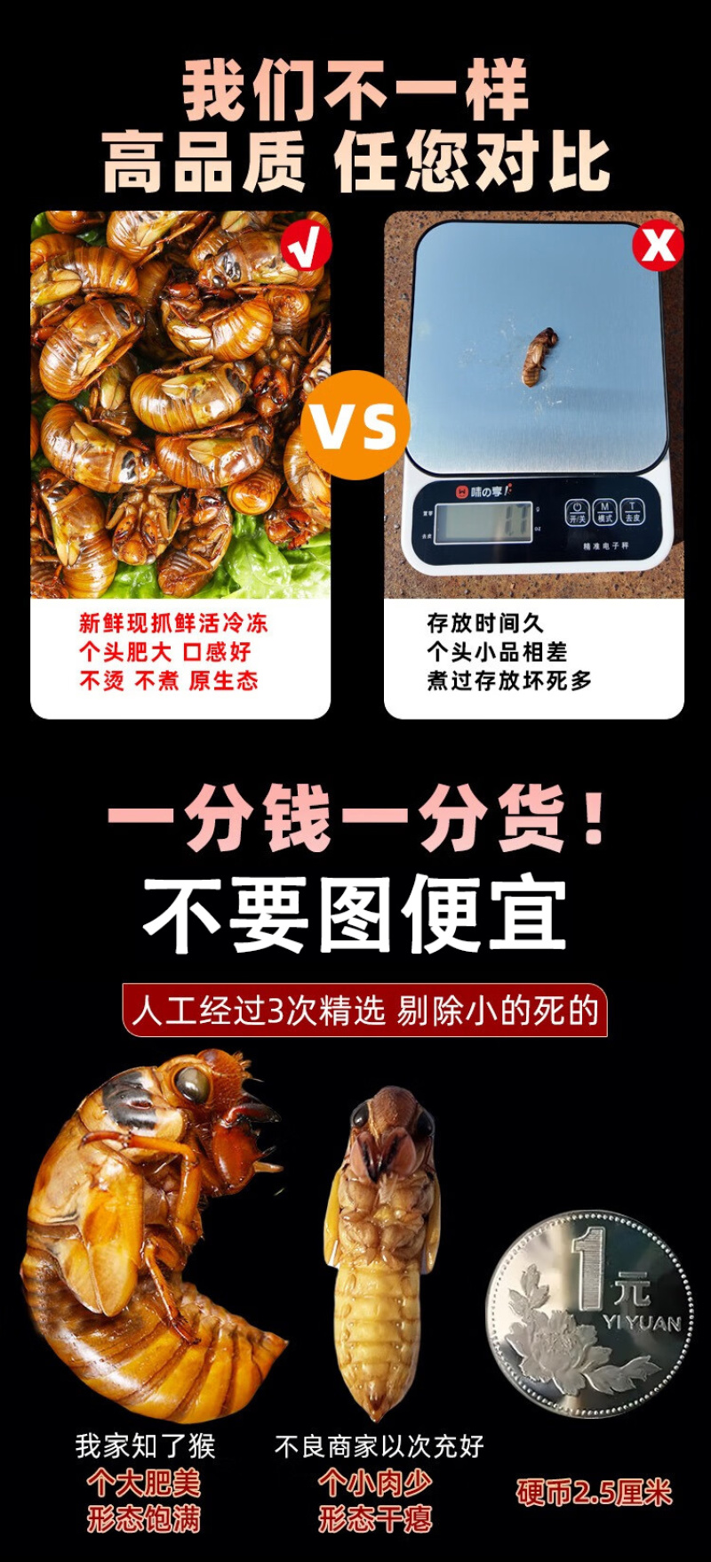 知了猴新鲜2025活体金蝉爬叉猴速冻知了龟特产