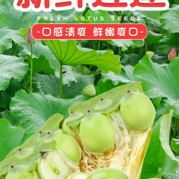 新鲜莲子湖北洪湖莲蓬现摘生吃夏季水果蔬菜莲米生吃清甜