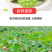 新鲜莲子湖北洪湖莲蓬现摘生吃夏季水果蔬菜莲米生吃清甜