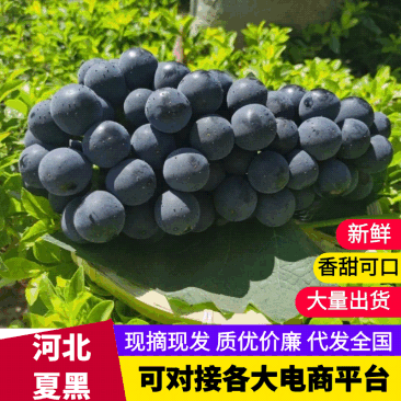 【实力代办】河北夏黑葡萄基地直供现摘现发欢迎咨询合作