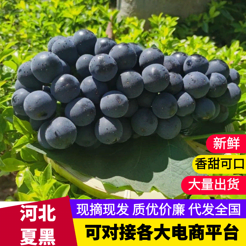 【实力代办】河北夏黑葡萄基地直供现摘现发欢迎咨询合作