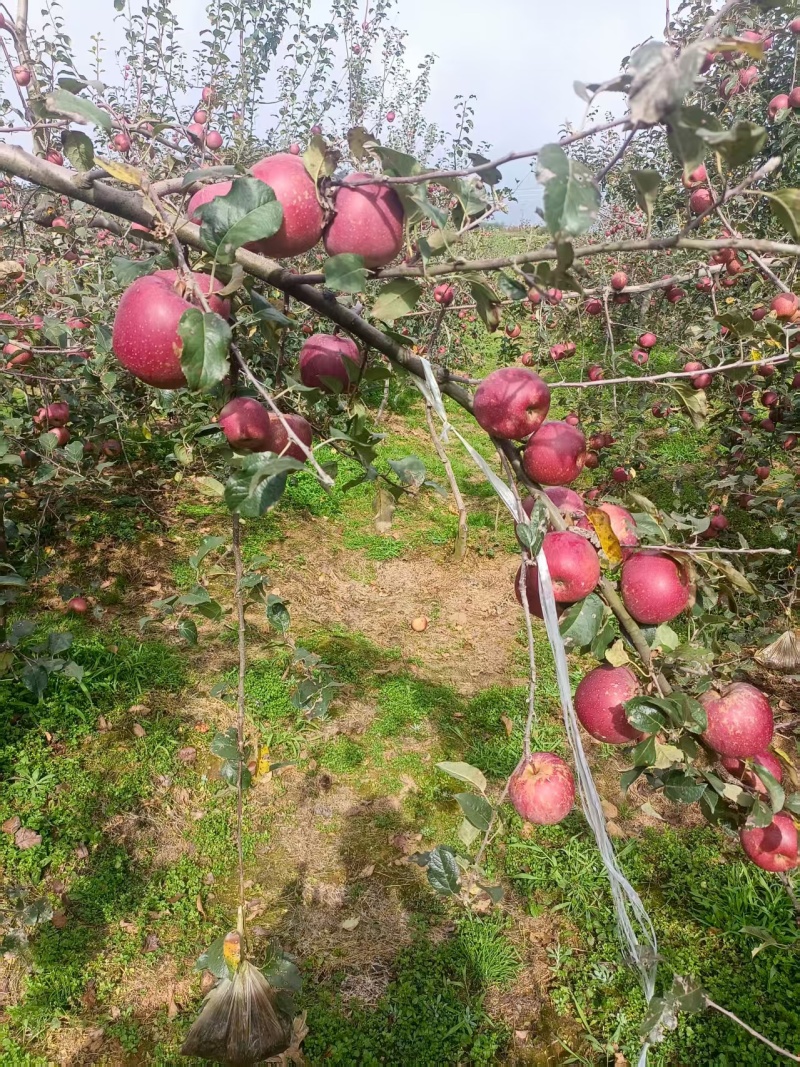 云南红露苹果新鲜上市脆甜可口量大从优欢迎采购正在热卖中