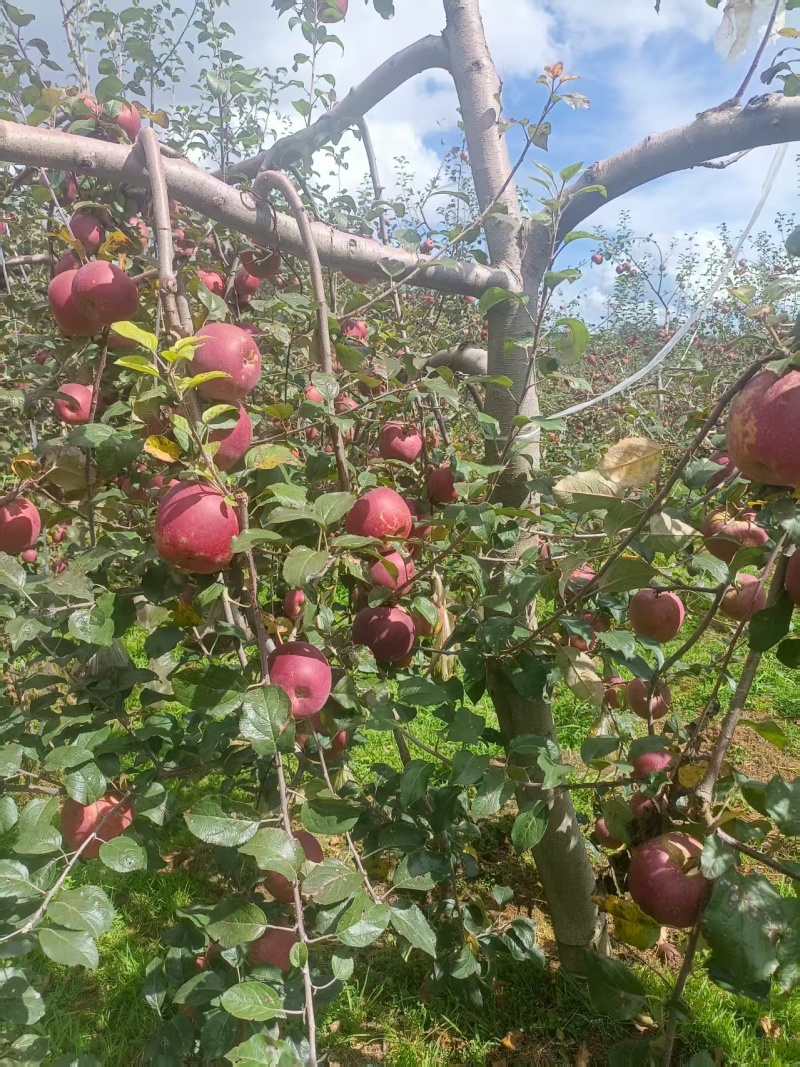 云南红露苹果脆甜可口新鲜上市价格美丽欢迎询价正在热卖中