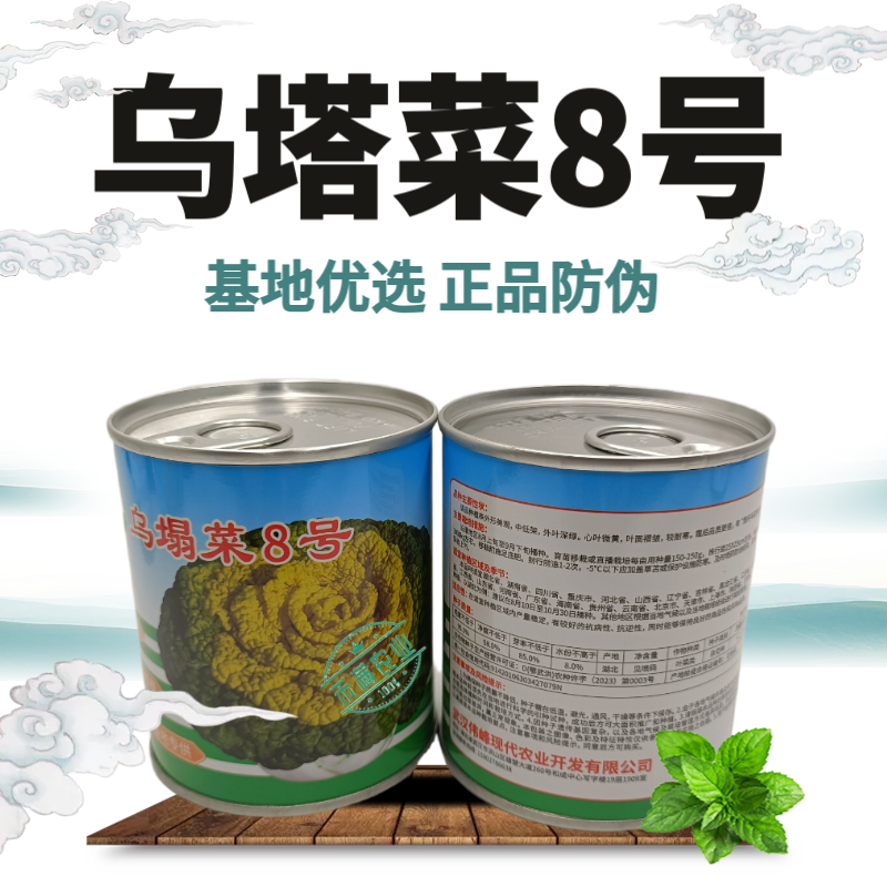 【正宗黄心】乌塌菜8号种子基地专用罐装耐寒奶油黄心乌塌