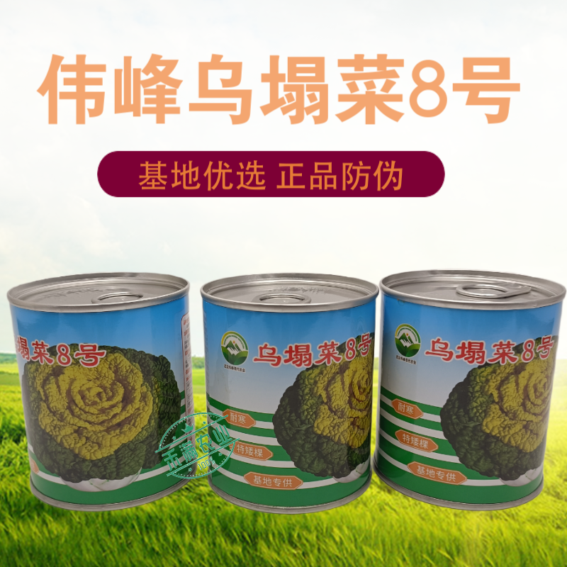【正宗黄心】乌塌菜8号种子基地专用罐装耐寒奶油黄心乌塌
