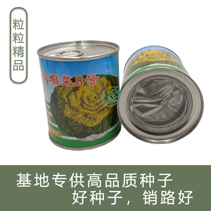 【正宗黄心】乌塌菜8号种子基地专用罐装耐寒奶油黄心乌塌