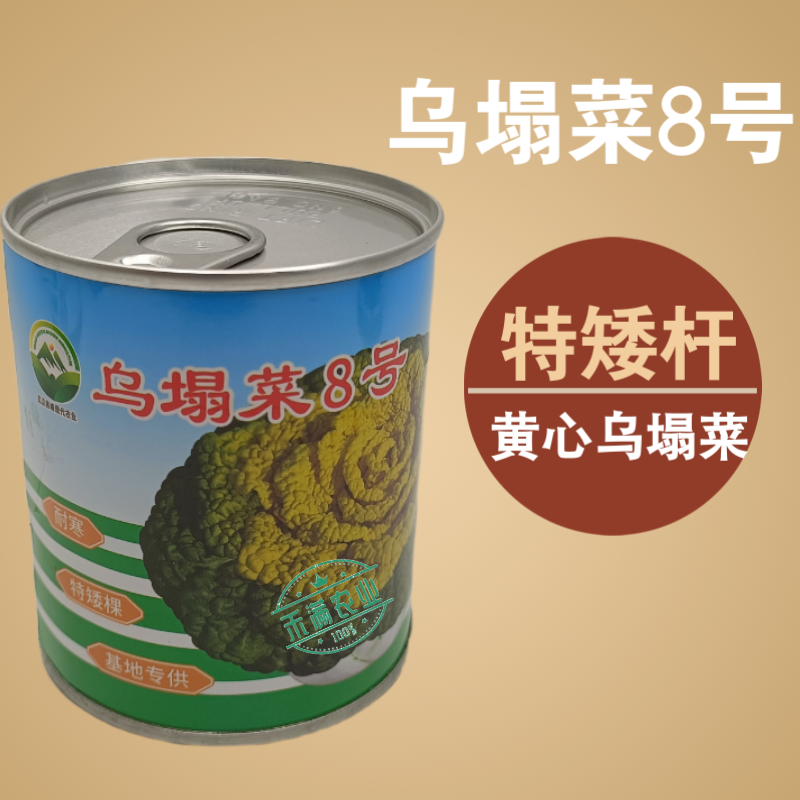 【正宗黄心】乌塌菜8号种子基地专用罐装耐寒奶油黄心乌塌
