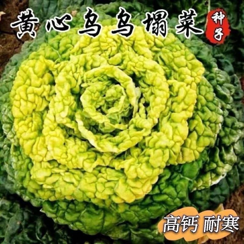 【正宗黄心】乌塌菜8号种子基地专用罐装耐寒奶油黄心乌塌