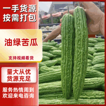 河南油绿苦瓜新鲜上市量大从优价格美丽欢迎咨询正在热卖中