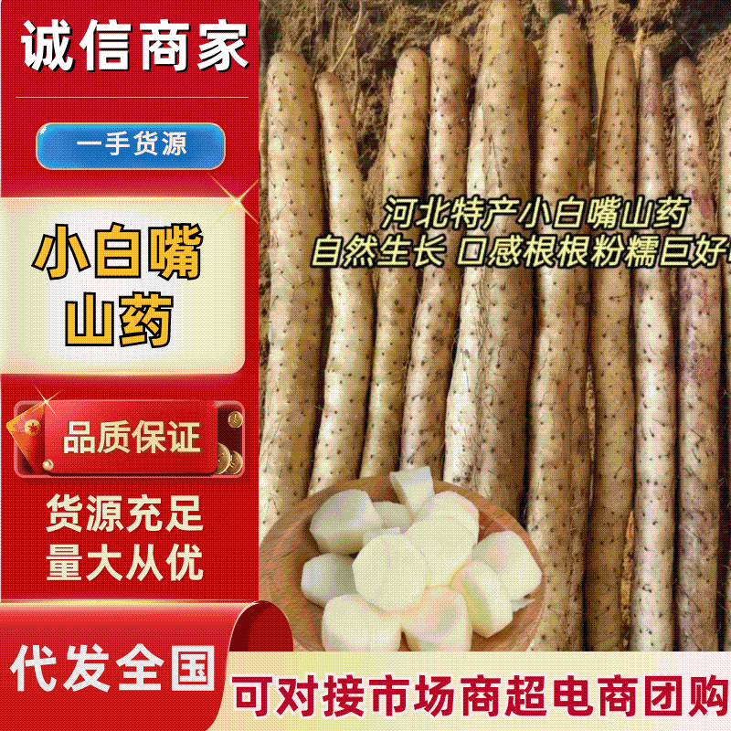 (推荐)小白嘴、铁棍山药，产地直供全国各大批发市场