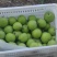 河北酥脆梨产地一手货源，口感好糖度高，价格可谈量大价优