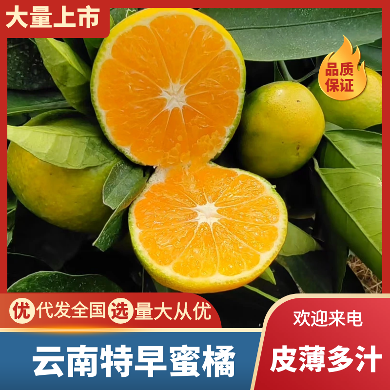湖北蜜桔/蜜橘产地直供果大皮薄对接批发电商各大平台
