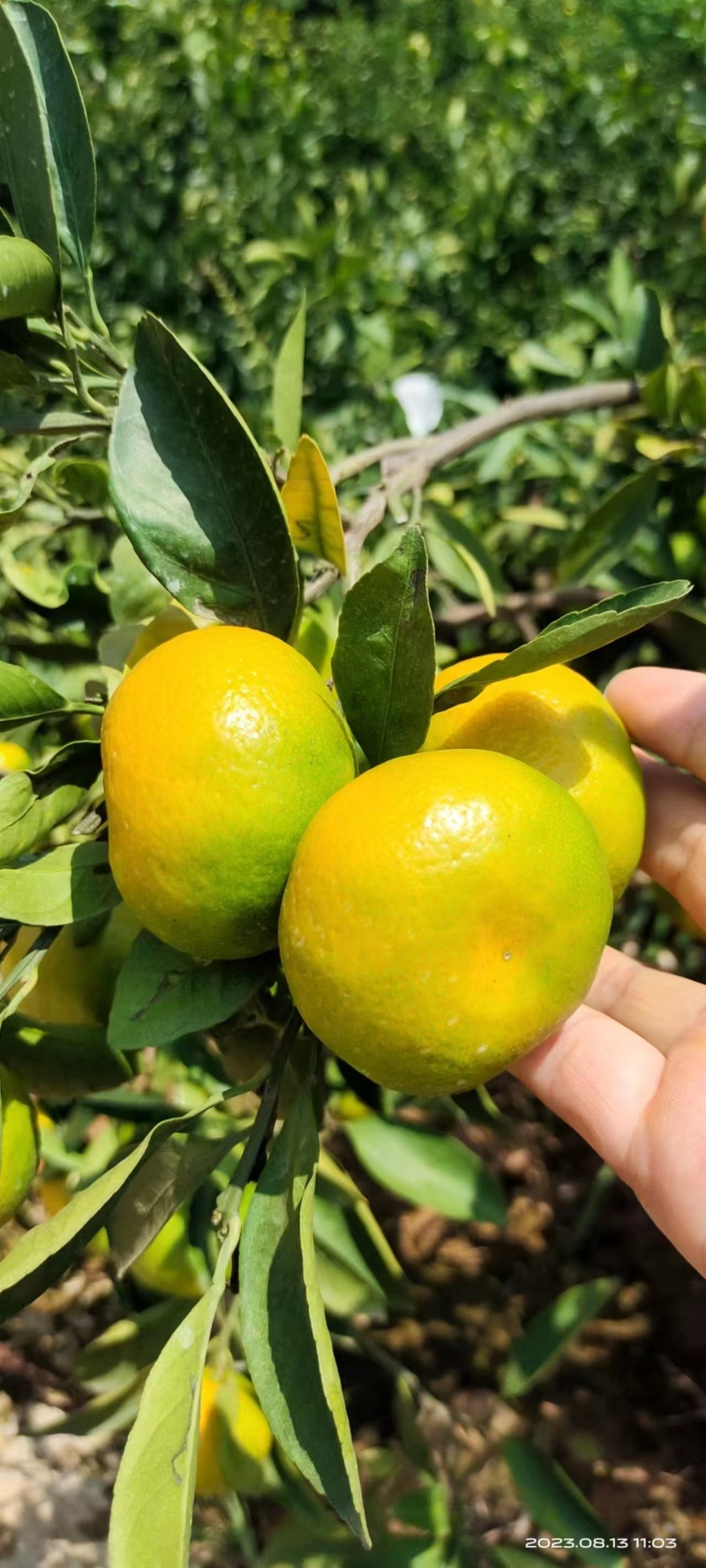 湖北蜜桔/蜜橘产地直供果大皮薄对接批发电商各大平台