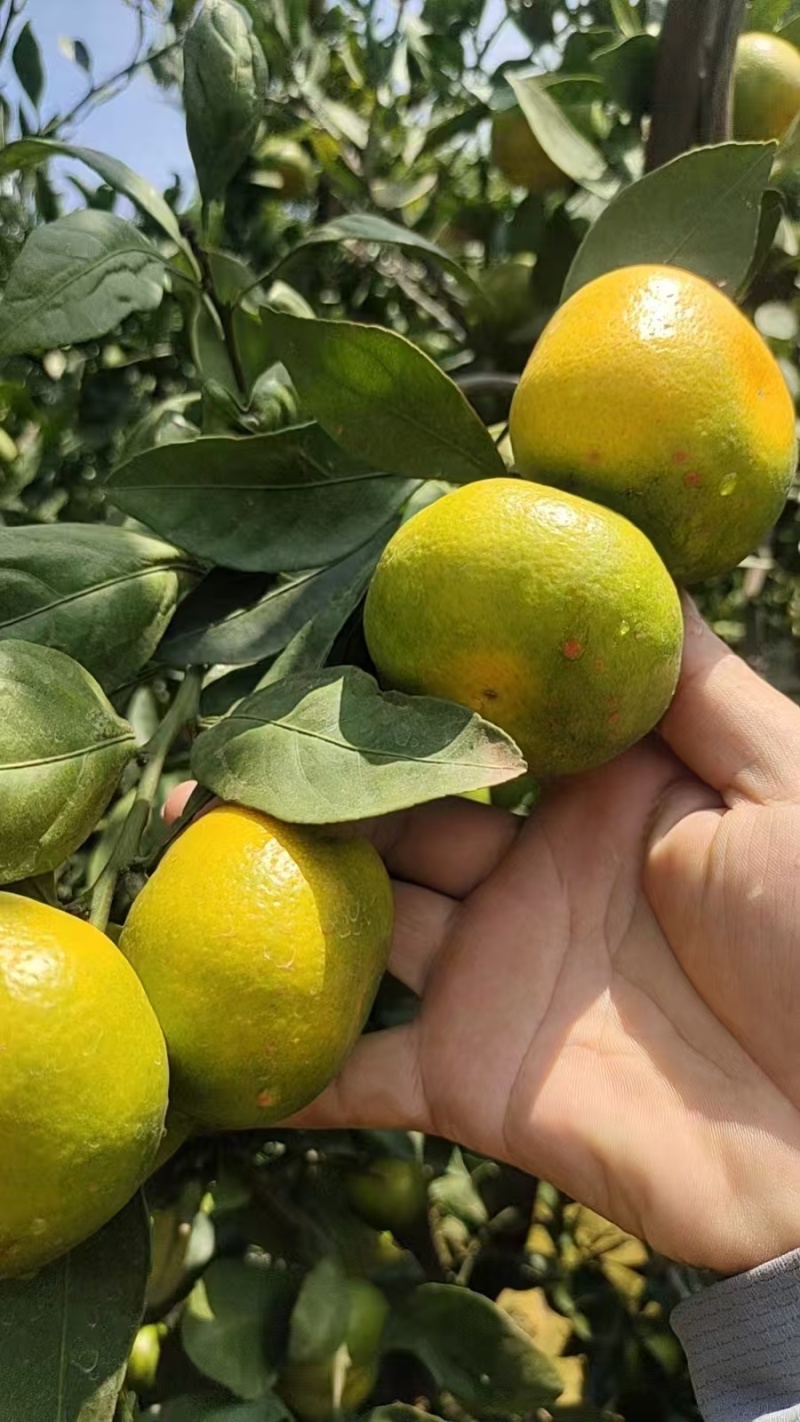 湖北蜜桔/蜜橘产地直供果大皮薄对接批发电商各大平台