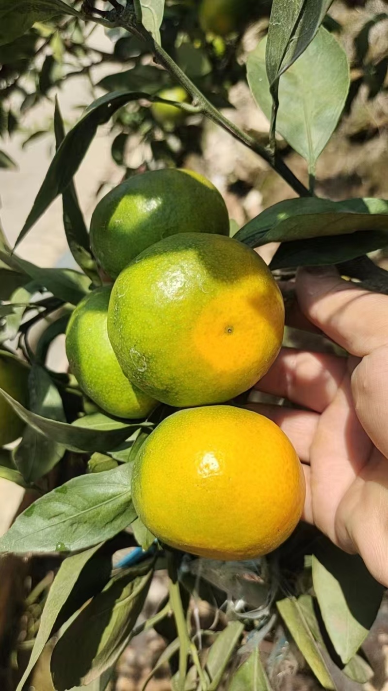 湖北蜜桔/蜜橘产地直供果大皮薄对接批发电商各大平台
