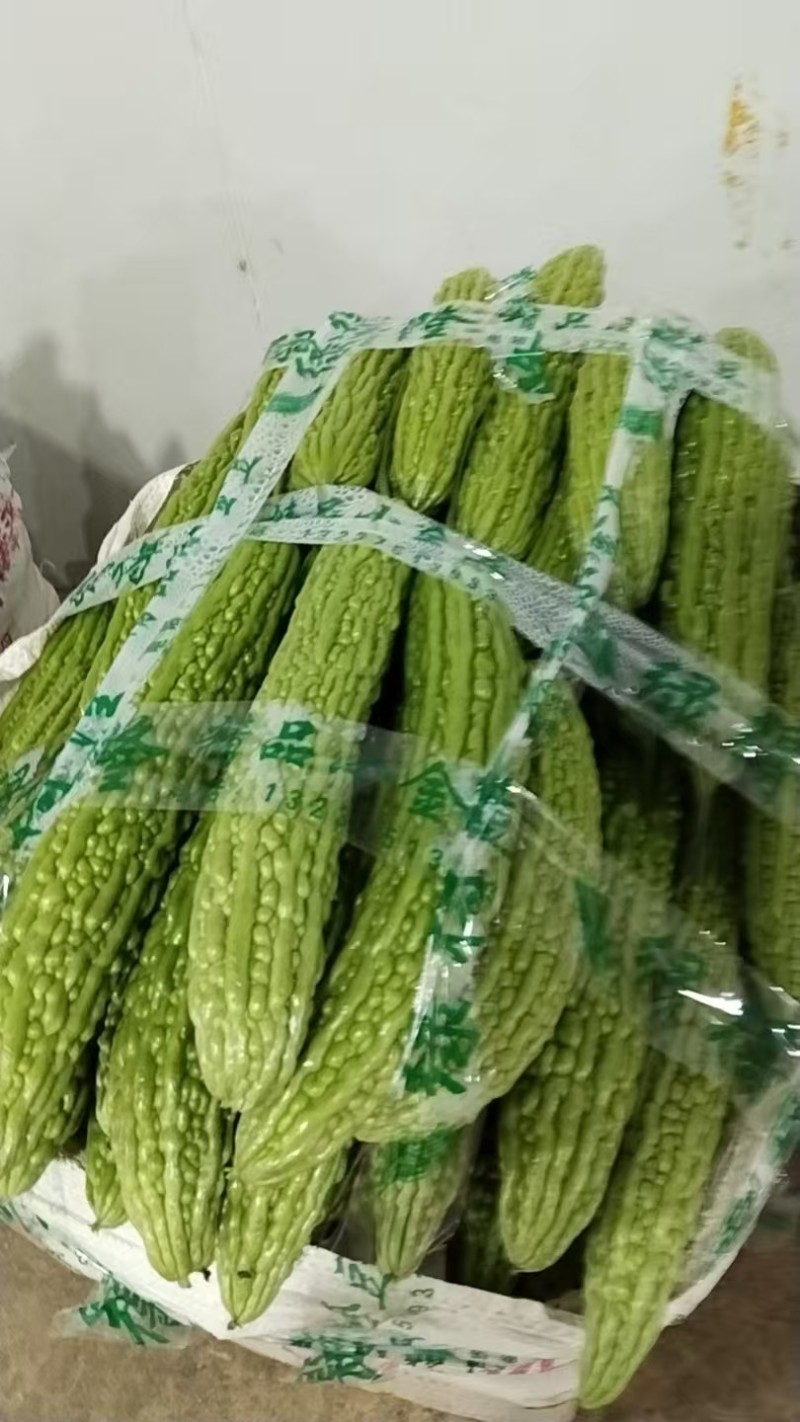 云南油绿苦瓜新鲜上市量大从优货源充足量大从优欢迎采购