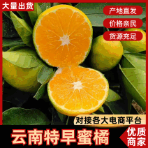 云南叶桔特早蜜桔大量现供应，口感号品质高价格低，代发全国