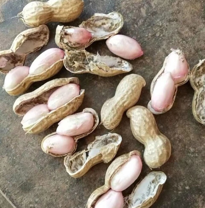 纯沙地鲜花生/白沙系列花生/开封鲜花生/可全国代发