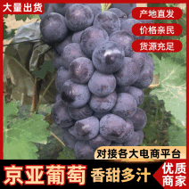 精品葡萄京亚葡萄大量上市品质保证欢迎采购