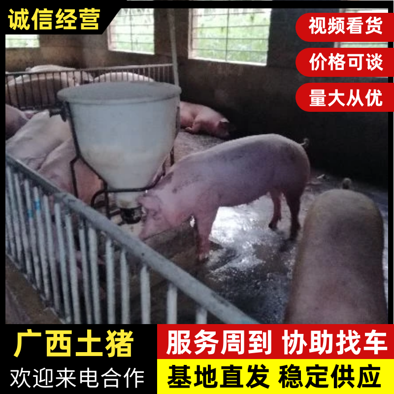 土猪广西土猪新鲜直供猪场直发代发全国品质保证