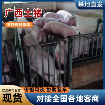 广西土猪精品土猪肉质鲜嫩大量供应品质保证欢迎下单