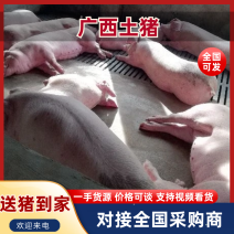 土猪广西土猪三元猪大量供应提供技术包运输