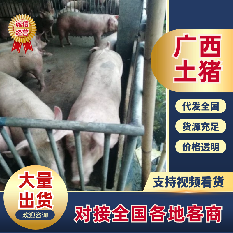 土猪广西正宗土猪大量供应货源充足提供技术代发全国