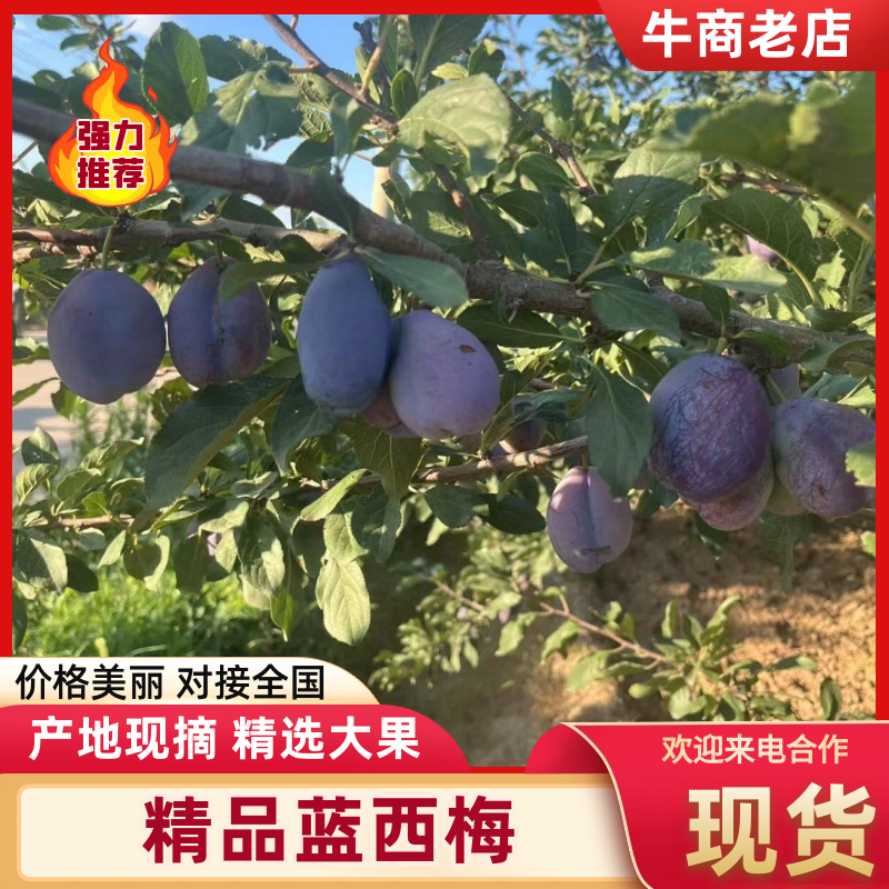 精品蓝西梅货源充足量大从优质量保证欢迎咨询