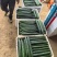 贵州密刺黄瓜新鲜上市脆嫩可口量大从优价格美丽欢迎询价热卖