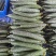 贵州密刺黄瓜新鲜上市脆嫩可口量大从优价格美丽欢迎询价热卖