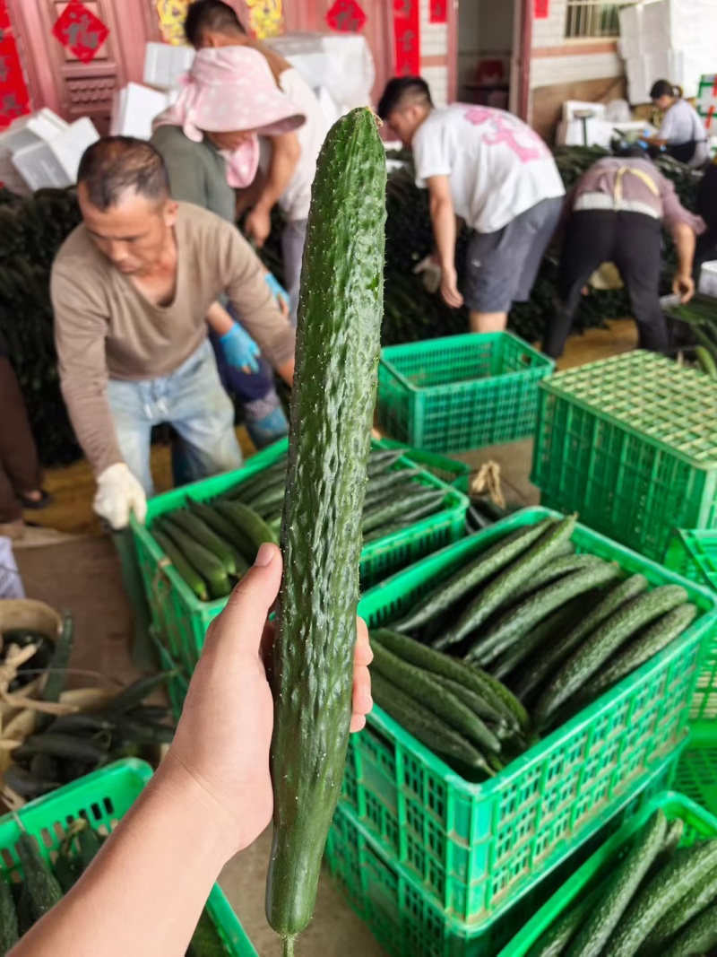 贵州密刺黄瓜新鲜上市脆嫩可口量大从优价格美丽欢迎询价热卖