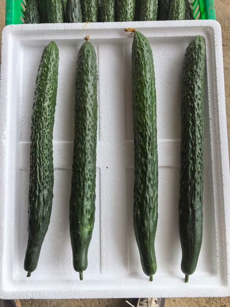 贵州密刺黄瓜新鲜上市脆嫩可口量大从优价格美丽欢迎询价热卖