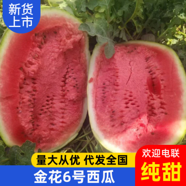 宁夏金花6号西瓜大量上市中,产地一手货源,视频看货