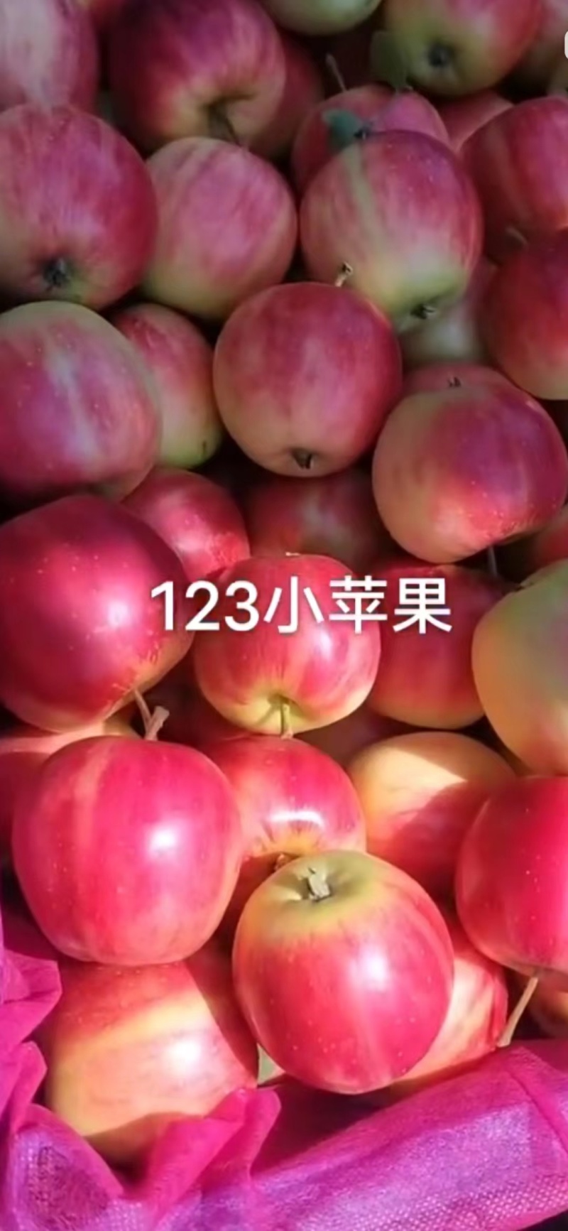 辽宁苹果123苹果基地一手货源对接电商市场商超
