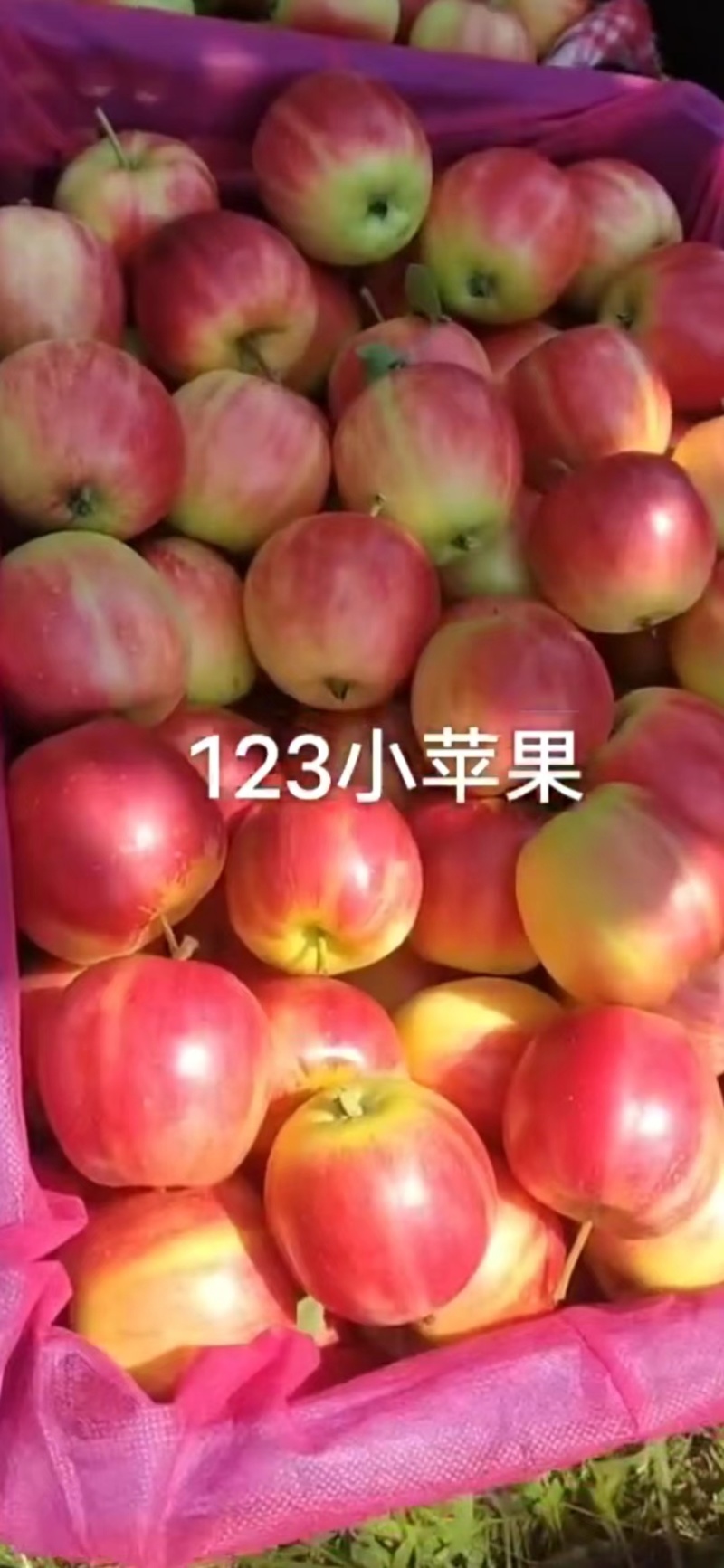 辽宁苹果123苹果基地一手货源对接电商市场商超