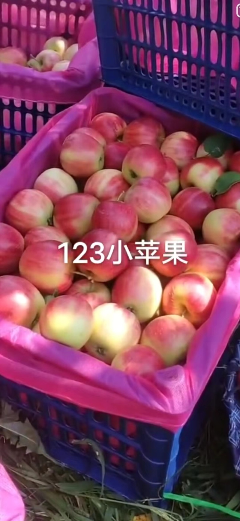 辽宁苹果123苹果基地一手货源对接电商市场商超