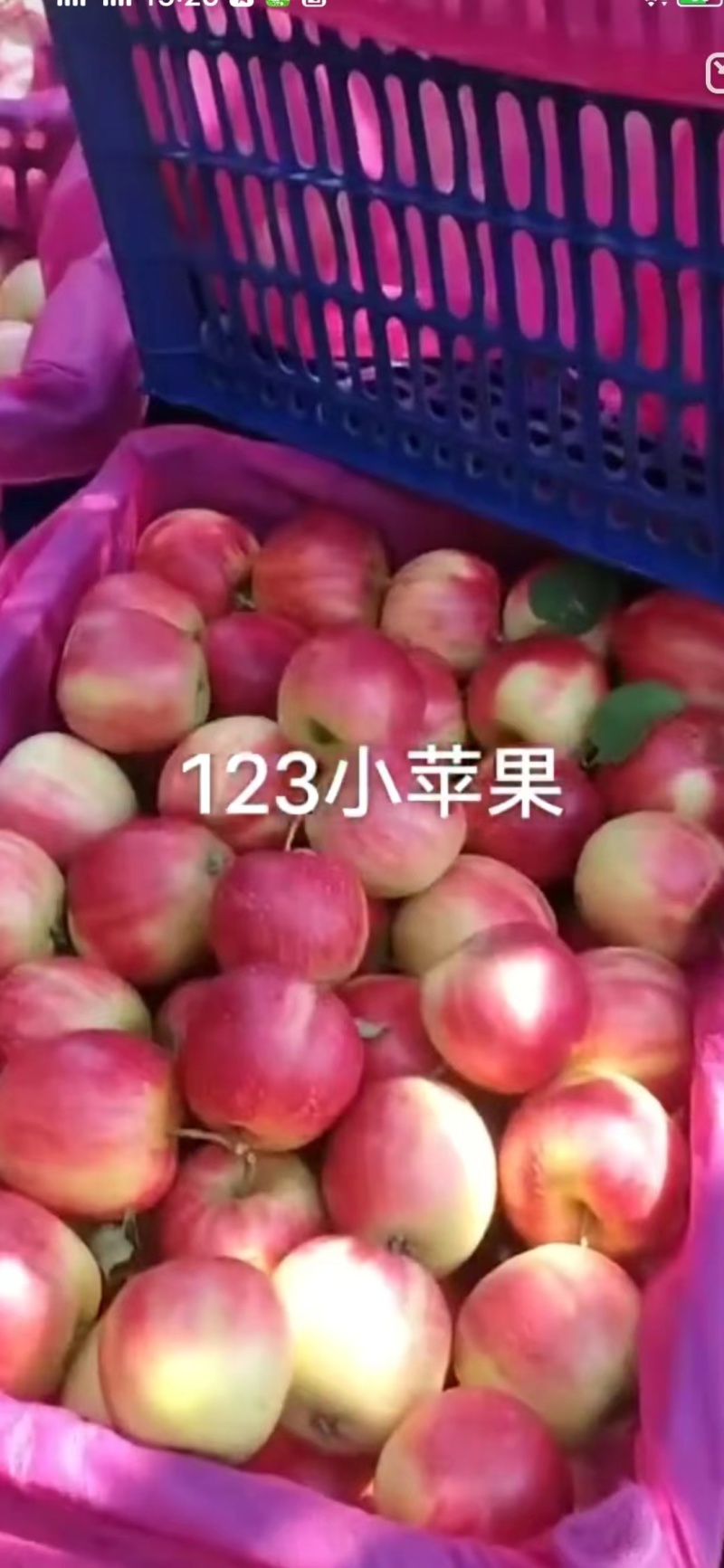 辽宁苹果123苹果基地一手货源对接电商市场商超