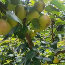 云南精品丁香梨，量大从优，口感好，欢迎咨询