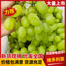 维多利亚青提葡萄/夏黑葡萄大量有货甜度高品质优欢迎咨询