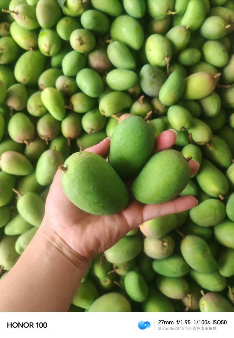 芒果工厂果/果浆果/饮料果产地直发对接工厂等