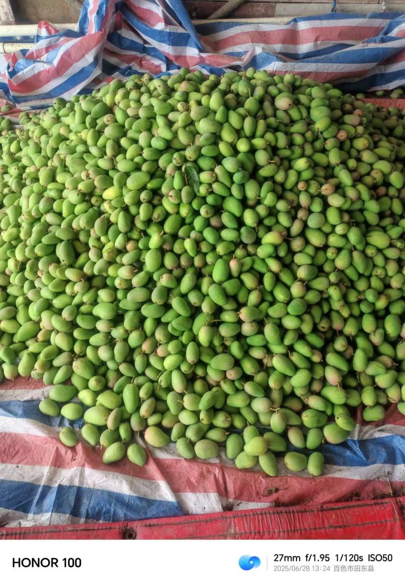芒果工厂果/果浆果/饮料果产地直发对接工厂等