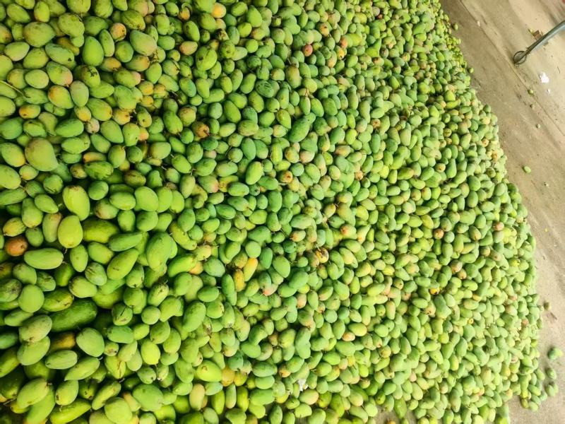 芒果工厂果/果浆果/饮料果产地直发对接工厂等
