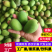 芒果工厂果/果浆果/饮料果产地直发对接工厂等